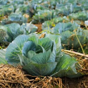 Annual Rent for Raised Plot (4'x8') - Reduced Rate